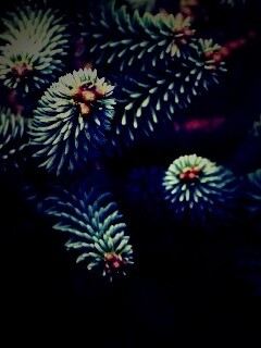 Хвойные иголки обои