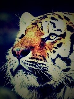 Амурский тигр обои