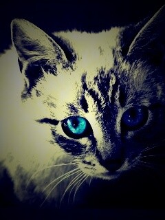 Котенок с синими глазами обои