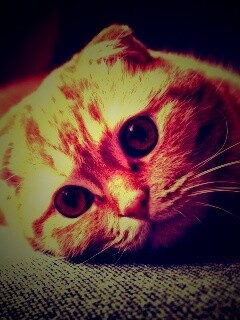 Скоттиш фолд рыжий обои