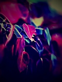 Фиолетовые листья обои