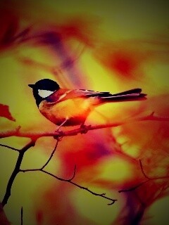 Синичка в желтой листве обои