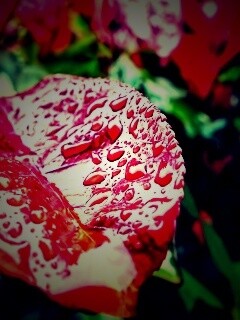 Красный лист в каплях воды обои