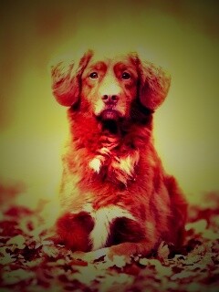 Осенний пес обои