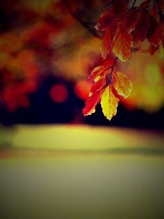 Осенний парк обои