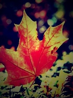 Желтый кленовый лист обои