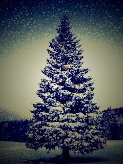 Ель в снегопад обои