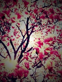 Магнолия обои