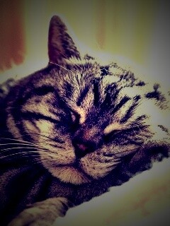 Спящий кошак обои