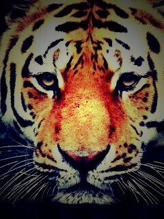 Купание тигра обои