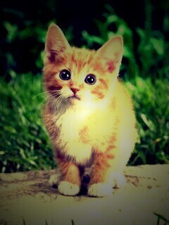 Котенок в саду обои