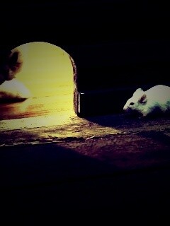 Кошки - мышки обои