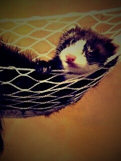 Хорек в гамаке обои