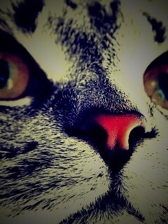 Кошачья мордочка обои