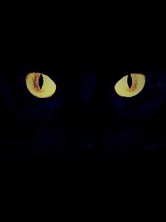 Черный кот обои