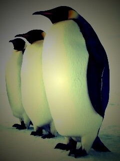 Слет пингвинов обои