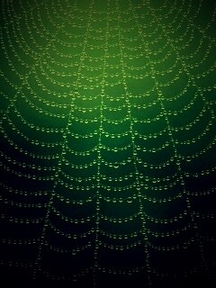 Роса на паутине обои