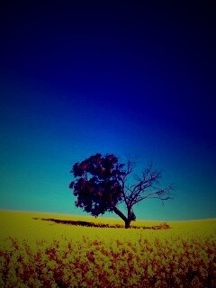 Дерево в поле обои