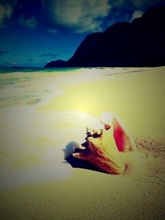 Морская раковина обои