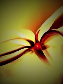 Цветок обои