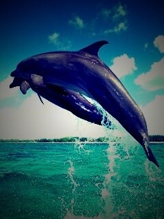 Дельфины обои