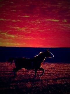 Мустанг обои