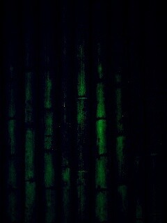 Зеленый бамбук обои