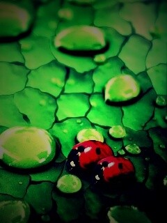 Божьи коровки обои