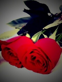 Красные розы обои