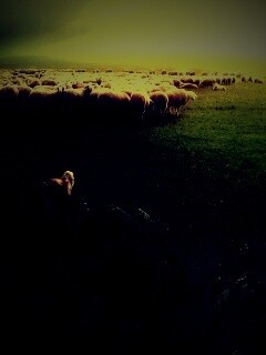 Волк и овцы обои