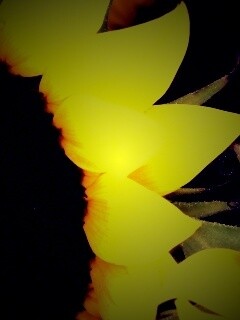 Подсолнухи обои