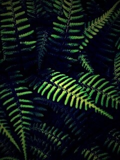 Папоротник обои