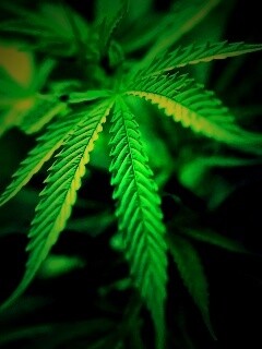 Марихуана обои