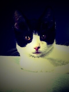 Кот на подушке обои