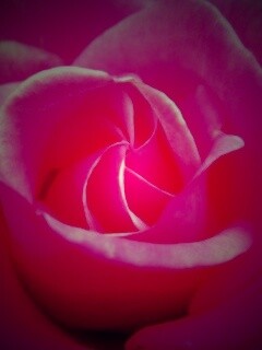 Идеальная роза обои