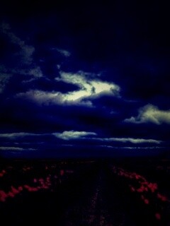 Цветочное поле под грозовым небом обои