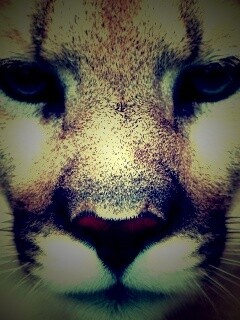 Взгляд большой кошки обои