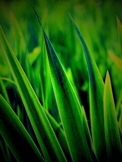 Идеальная зелень обои