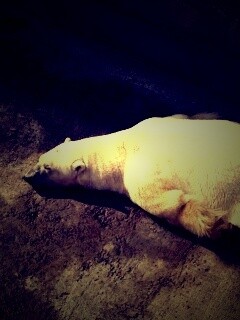 Мы можем их спасти обои