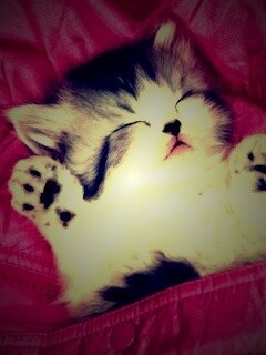 Котенок на розовой куртке обои