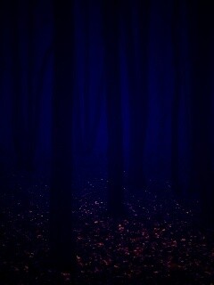 Таинственный лес обои