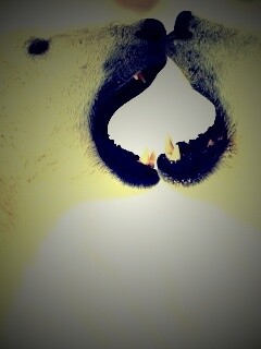 Полярные медведи обои