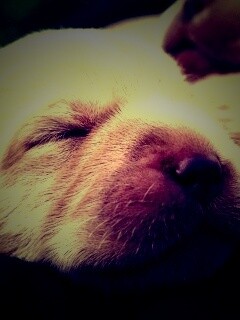 Мордочки симпатичных щенков обои