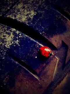 Божья коровка на автомобильной покрышке обои