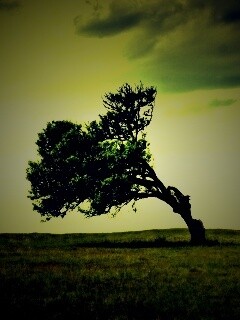 Склоненное дерево обои