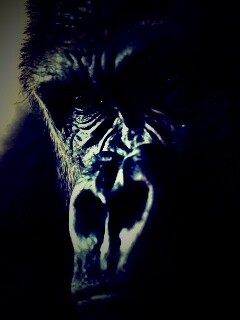 Фото орангутанга обои