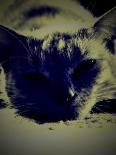 Кошара обои