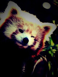 Красная панда подмигивает обои