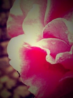 Уличная роза обои