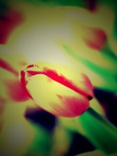 Красивый тюльпан обои